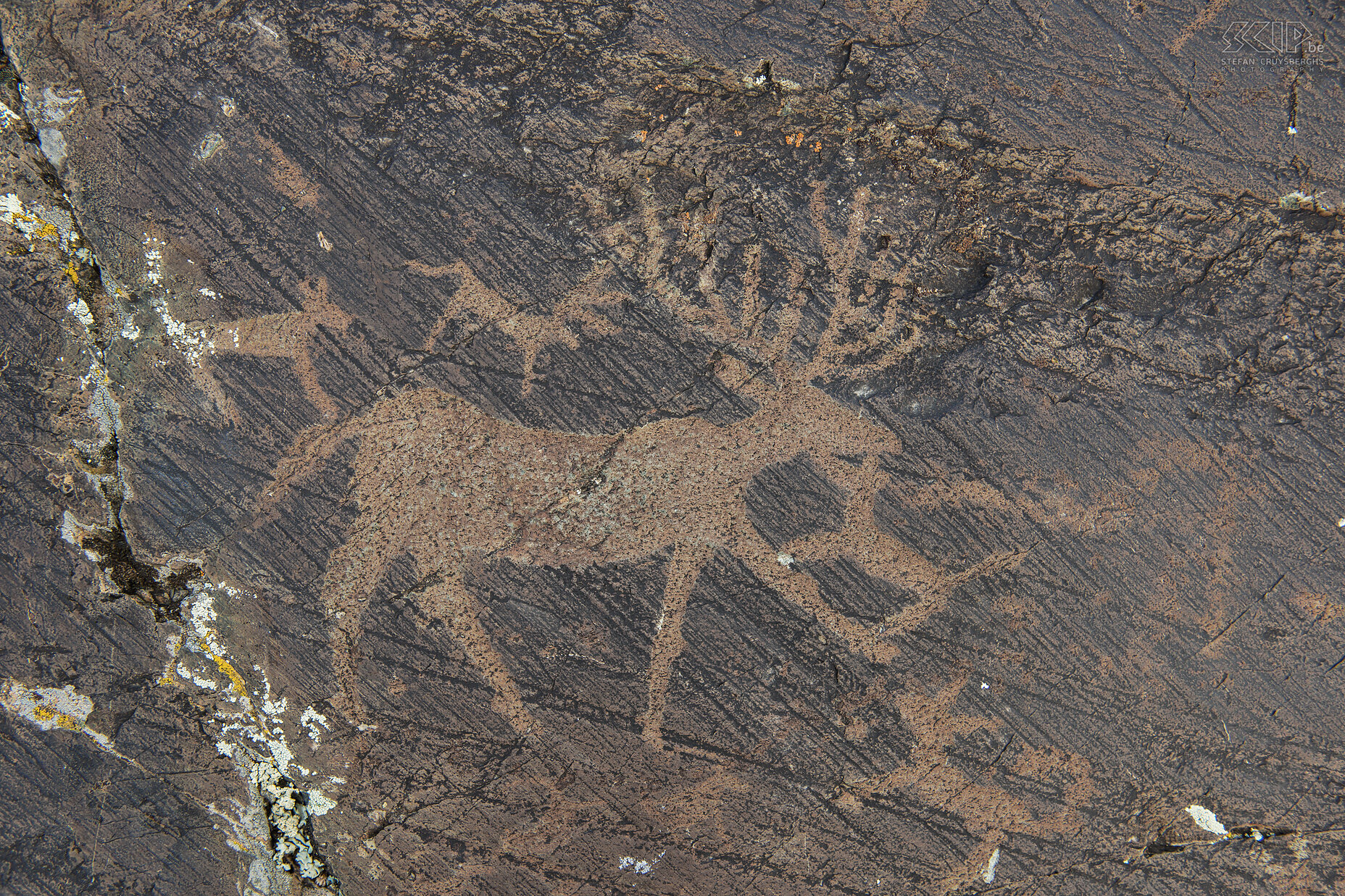 Altai Tavan Bogd - Prehistoric rock art Prehistoric rock paintings from deers in Altai Tavan Bogd national park in western Mongolia. Stefan Cruysberghs